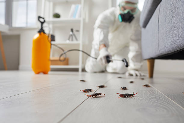 Post-Treatment Bed Bug Interceptor Monitoring in Little Silver